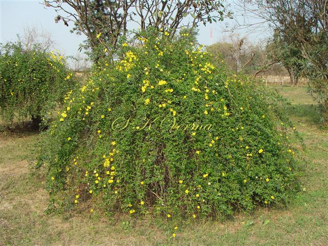  Plants